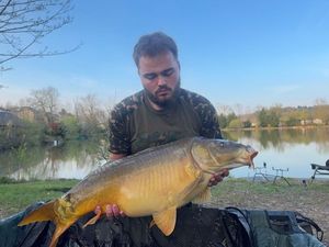 Mirror Carp