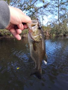 Largemouth Bass