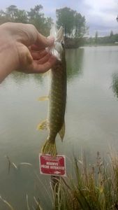 Northern Pike