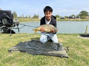 Common Carp