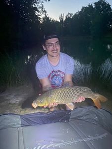 Common Carp