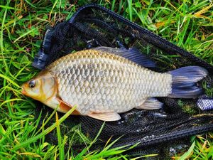 Crucian Carp