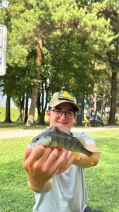 European Perch