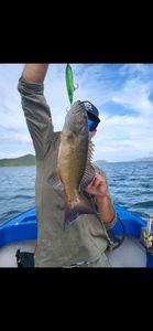 Bluespotted seabass