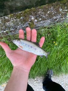 Rainbow Trout