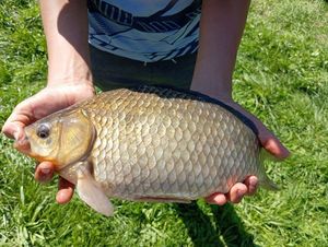Crucian Carp
