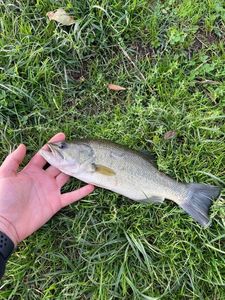 Smallmouth Bass