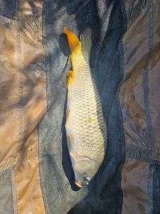 Common Carp