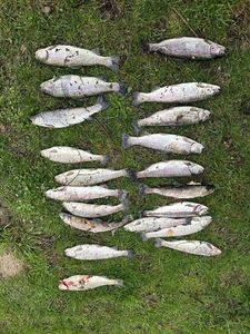 Rainbow Trout