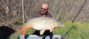 Common Carp