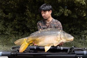 Mirror Carp