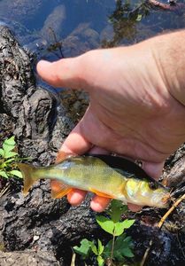 European Perch