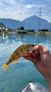 European Perch