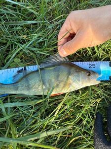 European Perch