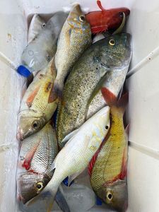African Red Snapper