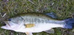 Largemouth Bass