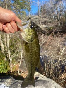 Largemouth Bass