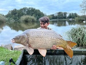 Common Carp