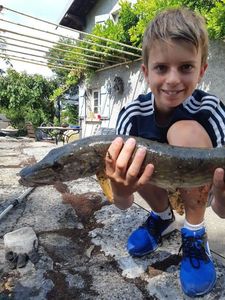 Northern Pike