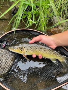 Brown Trout