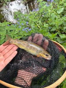 Brown Trout