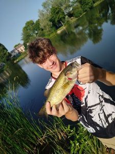 Largemouth Bass