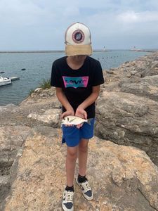 Gilthead Seabream