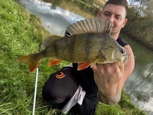 Yellow Perch