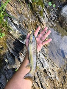 Brown Trout