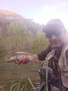 Brown Trout