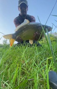 Mirror Carp
