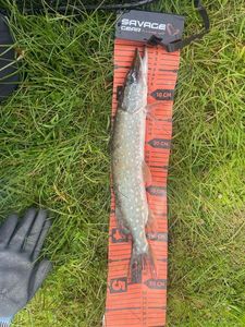 Northern Pike