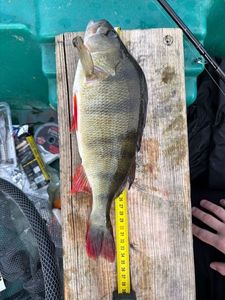 European Perch