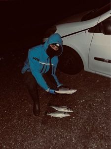 European Bass (Seabass)