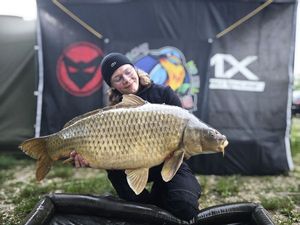 Common Carp