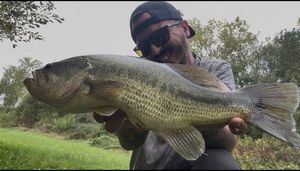 Largemouth Bass