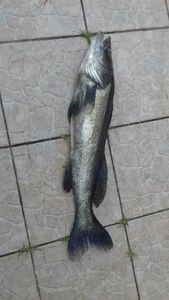 Zander