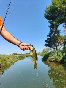 Largemouth Bass