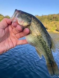 Largemouth Bass