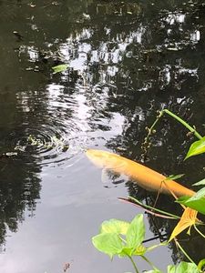 Koï Fish
