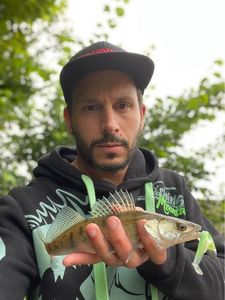 Zander