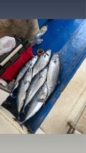 Atlantic Bonito
