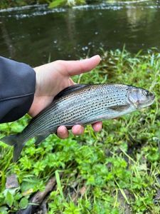 Grayling