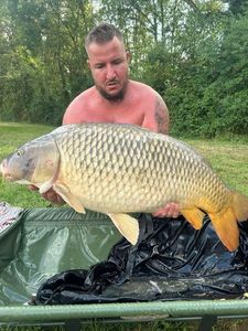 Common Carp
