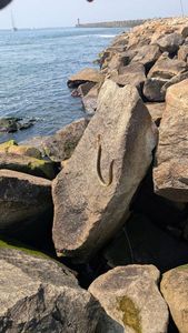 European Eel (Common Eel)