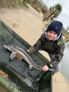 Sturgeon