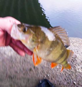 European Perch