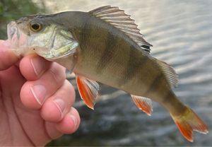 European Perch
