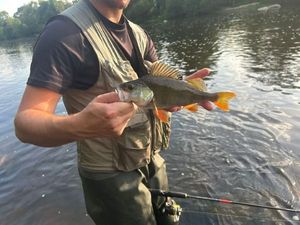 European Perch