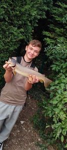 Brown Trout